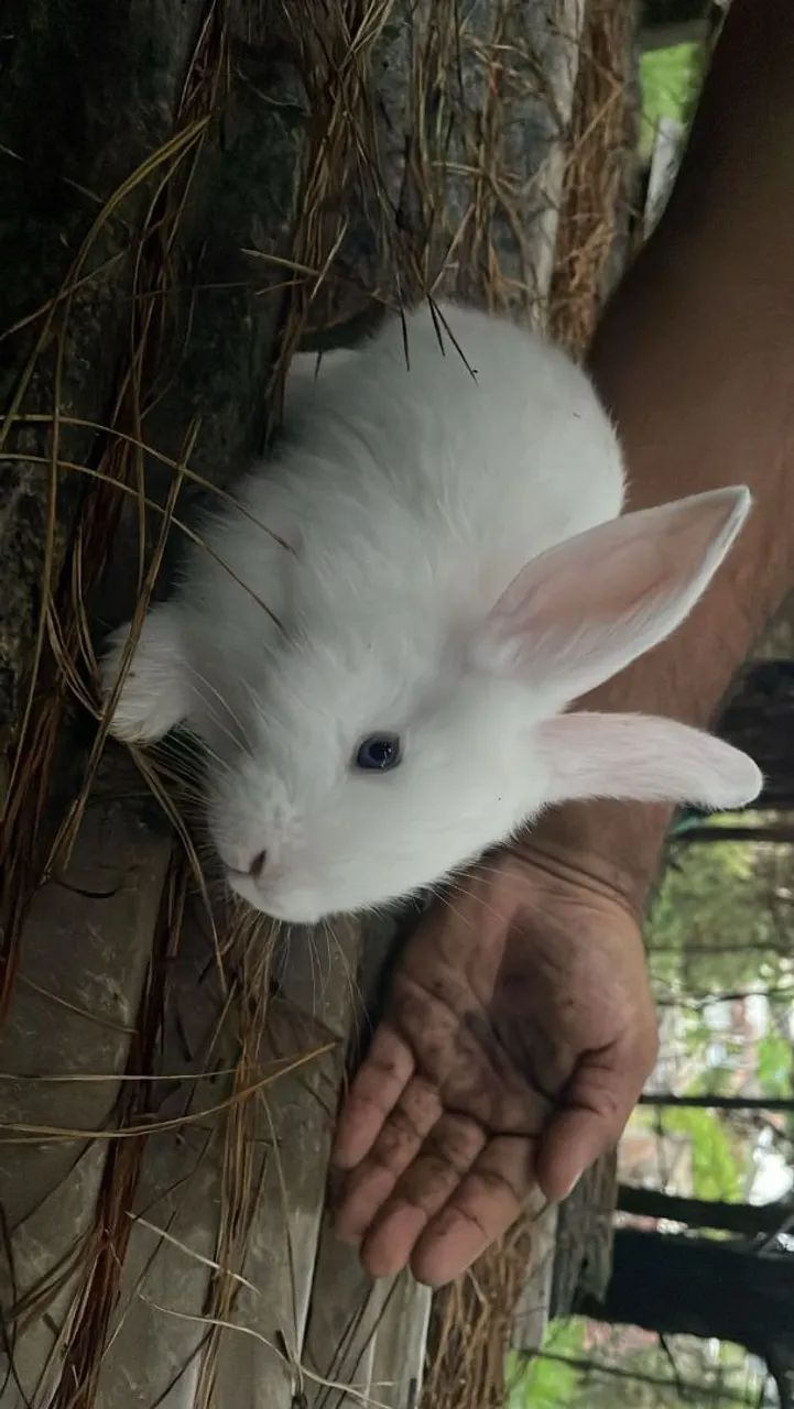 Filhotes Gigante de Flandres - Foto 2