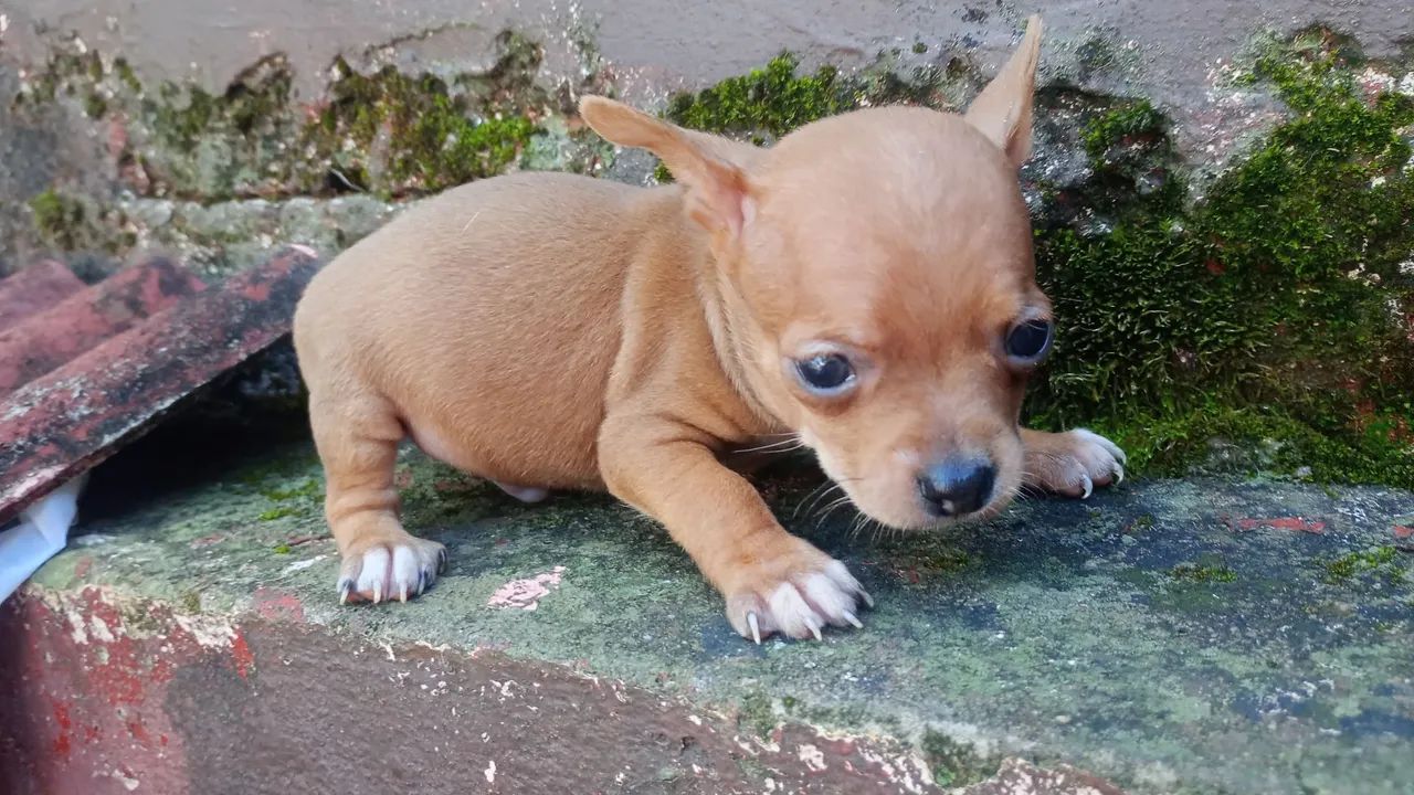 Pincher zerinhos .40 dias  - Foto 4
