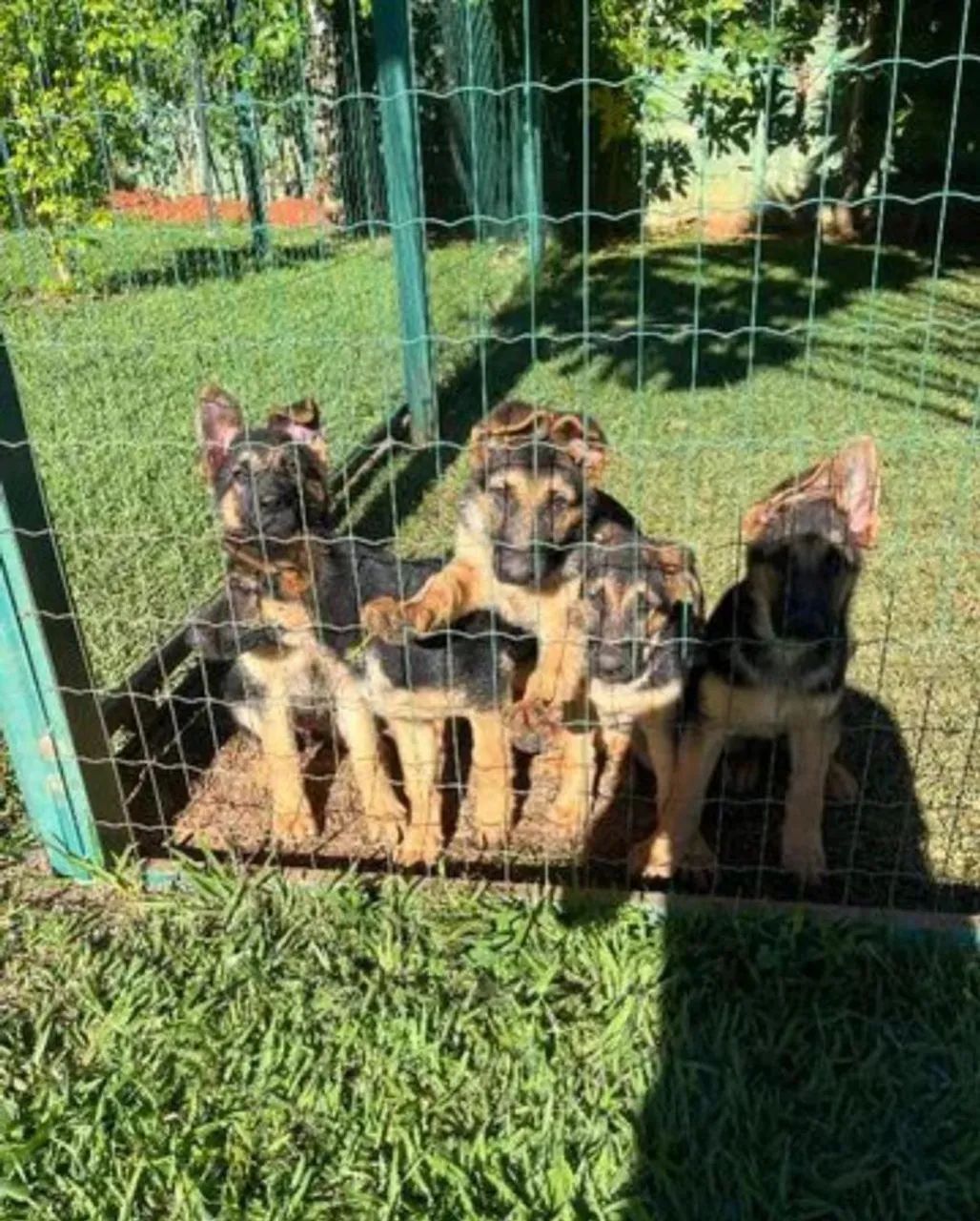 Filhotes de Pastor Alemão  - Foto 5