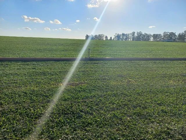 Grama Direto da Roça - Foto 4