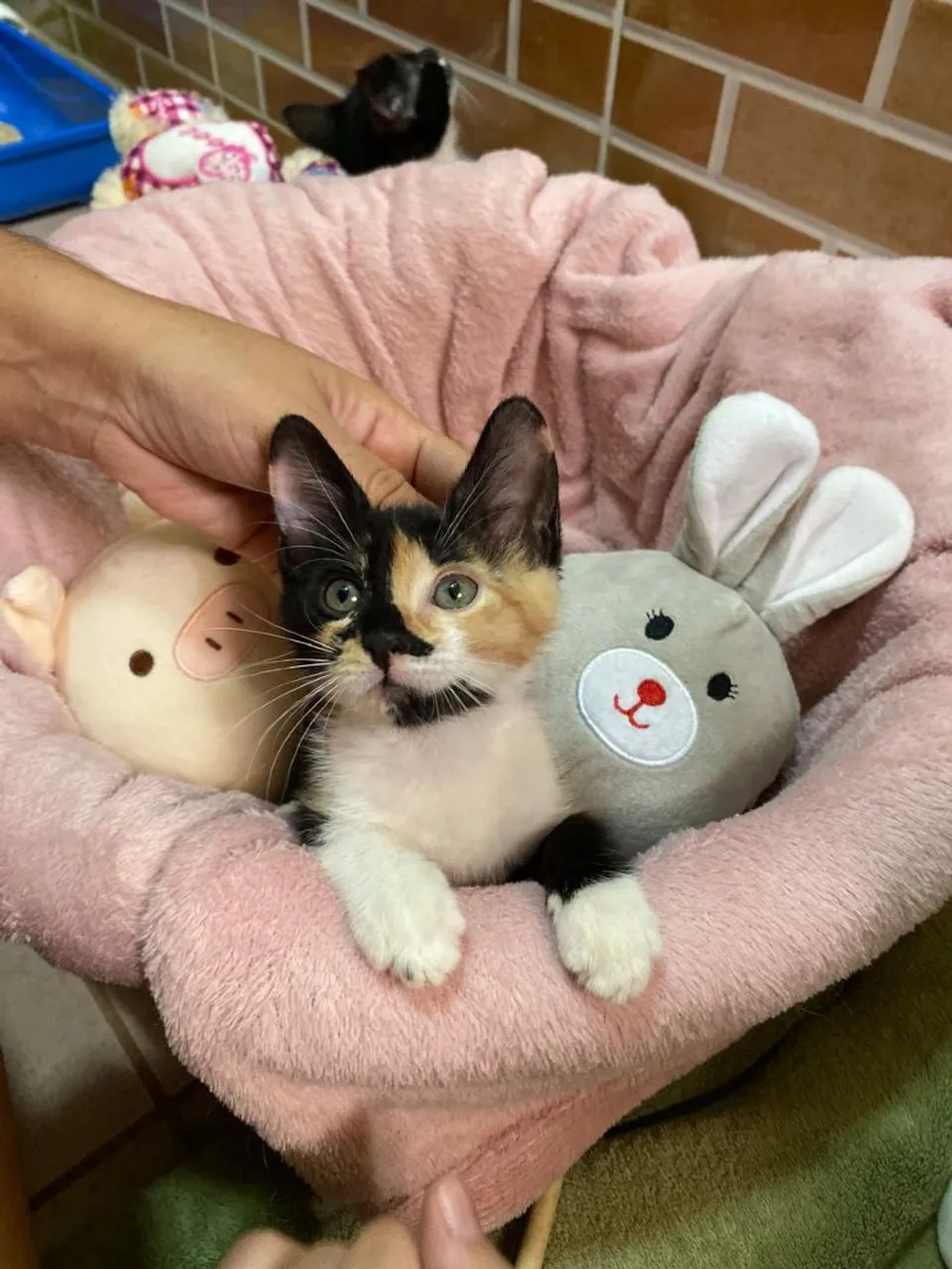 Gatinha Tricolor Linda e Carinhosa