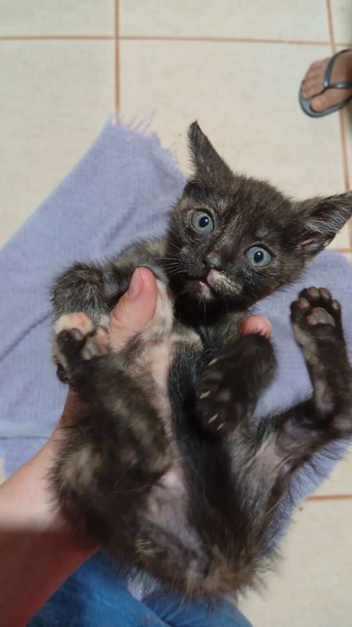 Filhotes para adoção  - Foto 2