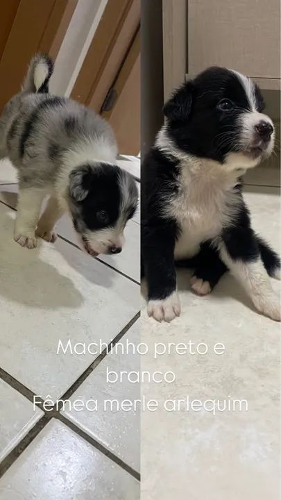 Filhotes Border Collie - Macho e Fêmea