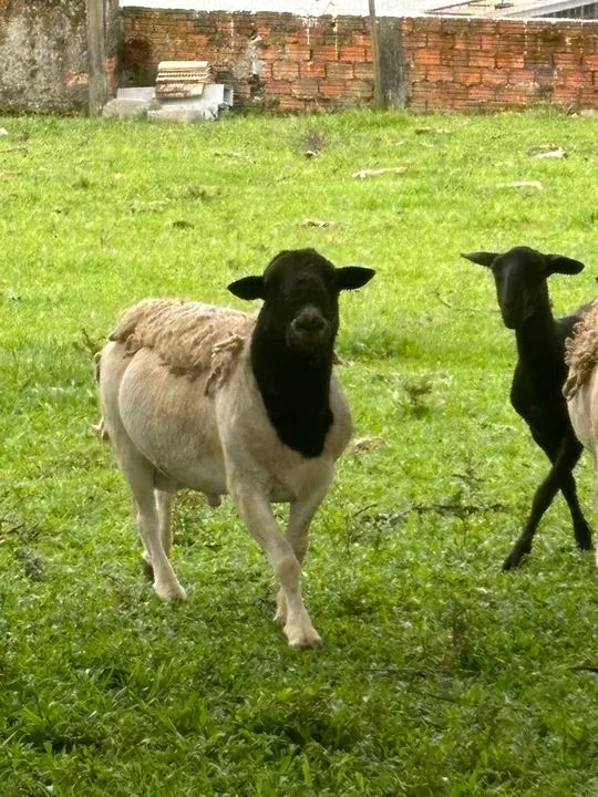 Ovelha Dorper - Foto 5