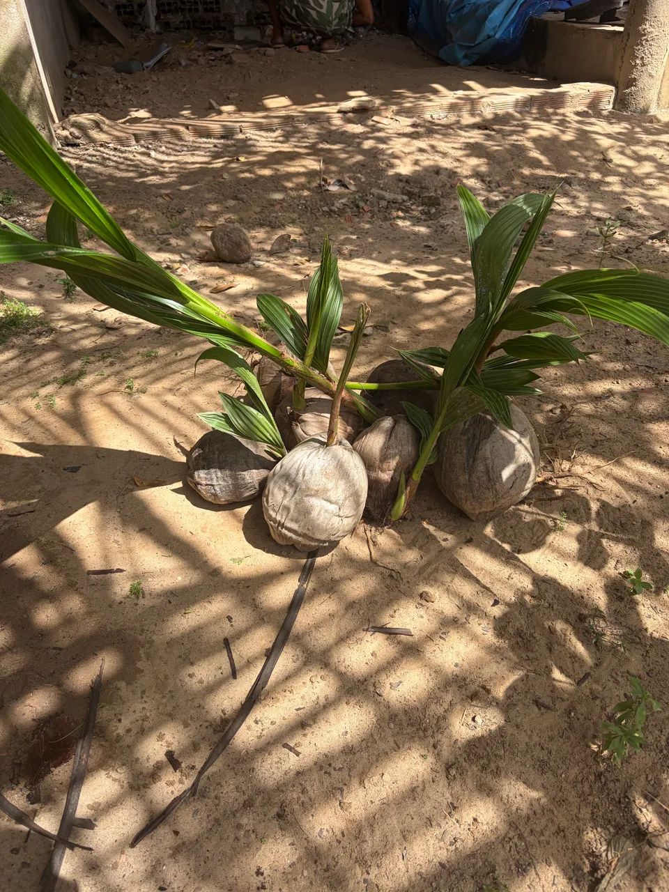 muda de coqueiro anã - Foto 2