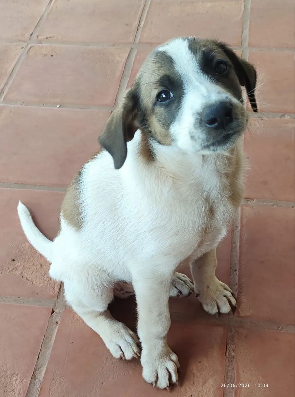 Cachorro - Foto 2