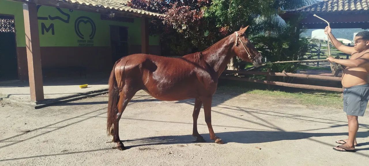 Vendo linda égua alazã somente pra reprodução  - Foto 4