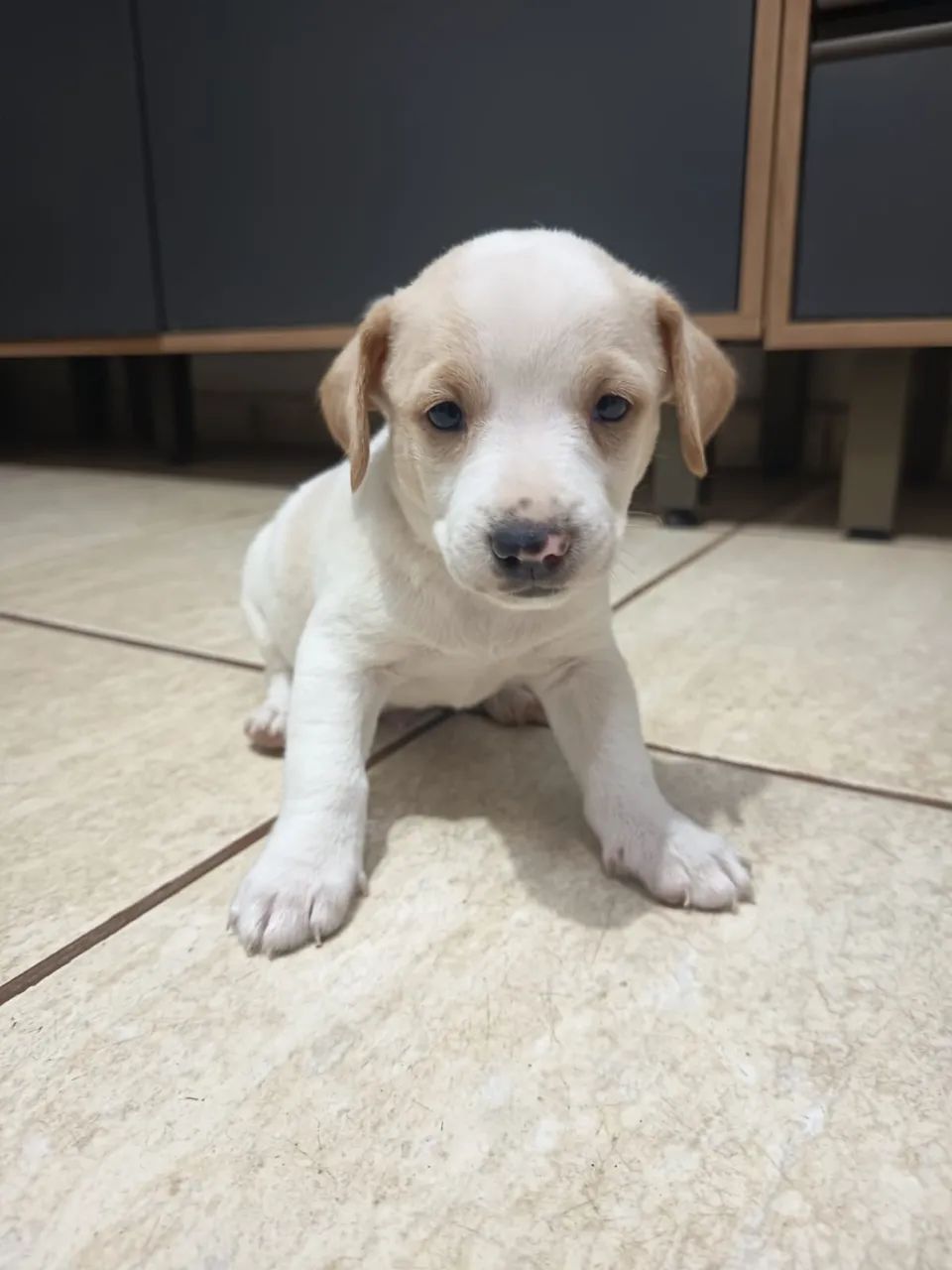 Doação cachorrinho - Foto 4