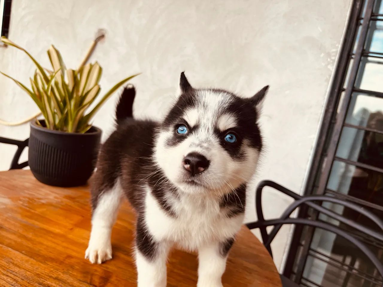 Filhote husky siberiano - Foto 2