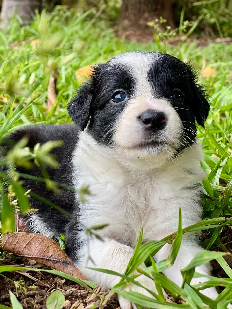 FILHOTES DE BORDER COLLIE - 03 MACHOS DISPONÍVEIS - Foto 3