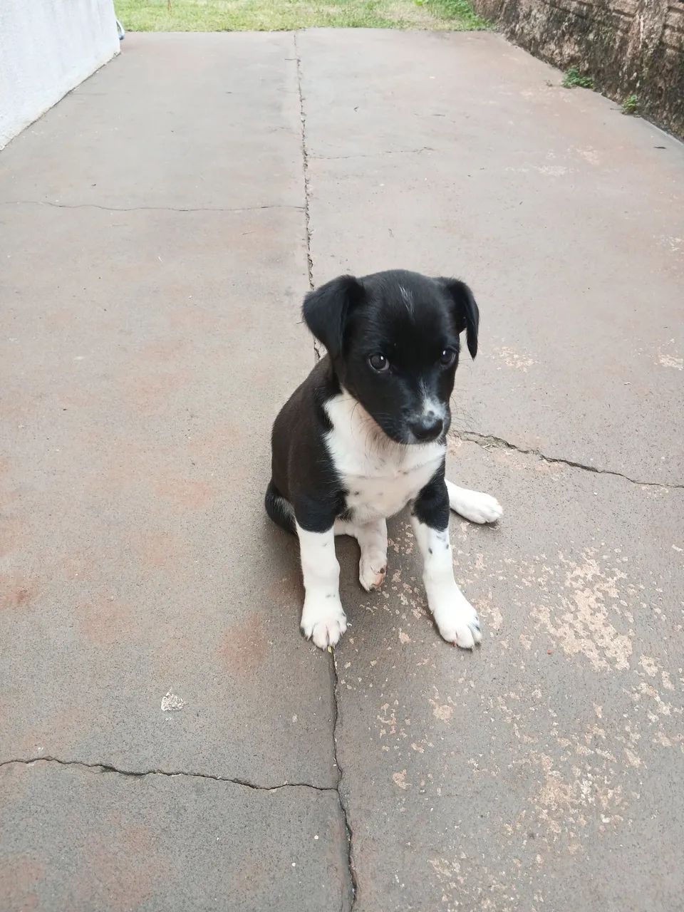 Doa-se cachorrinha. - Foto 3