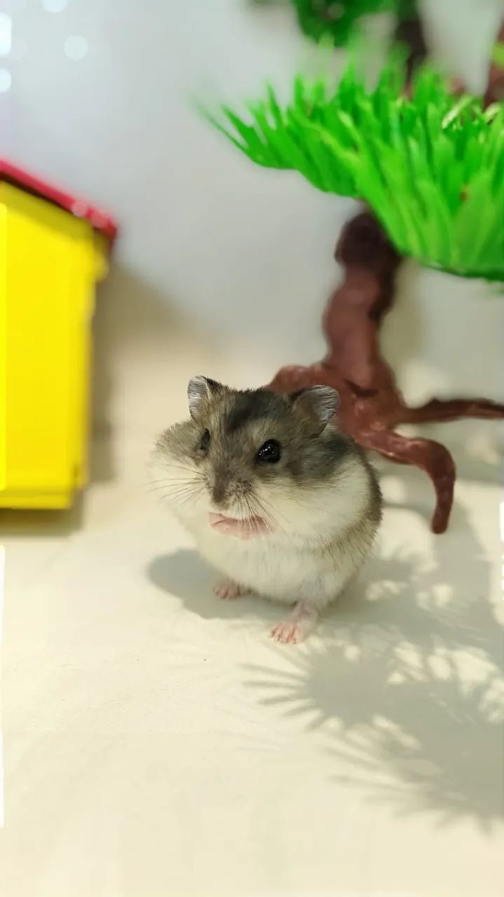 Filhotinhos de Hamster mini - Foto 2