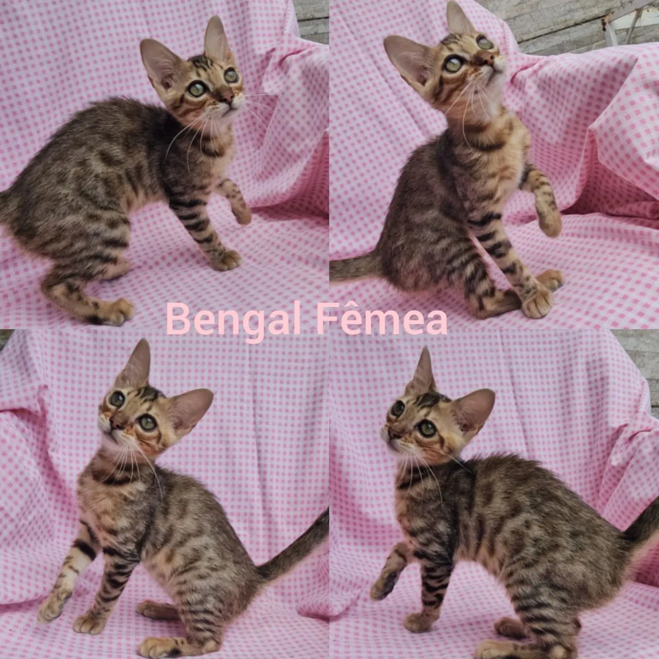 Bengal Filhotes Gatil BSB Cat - Foto 6