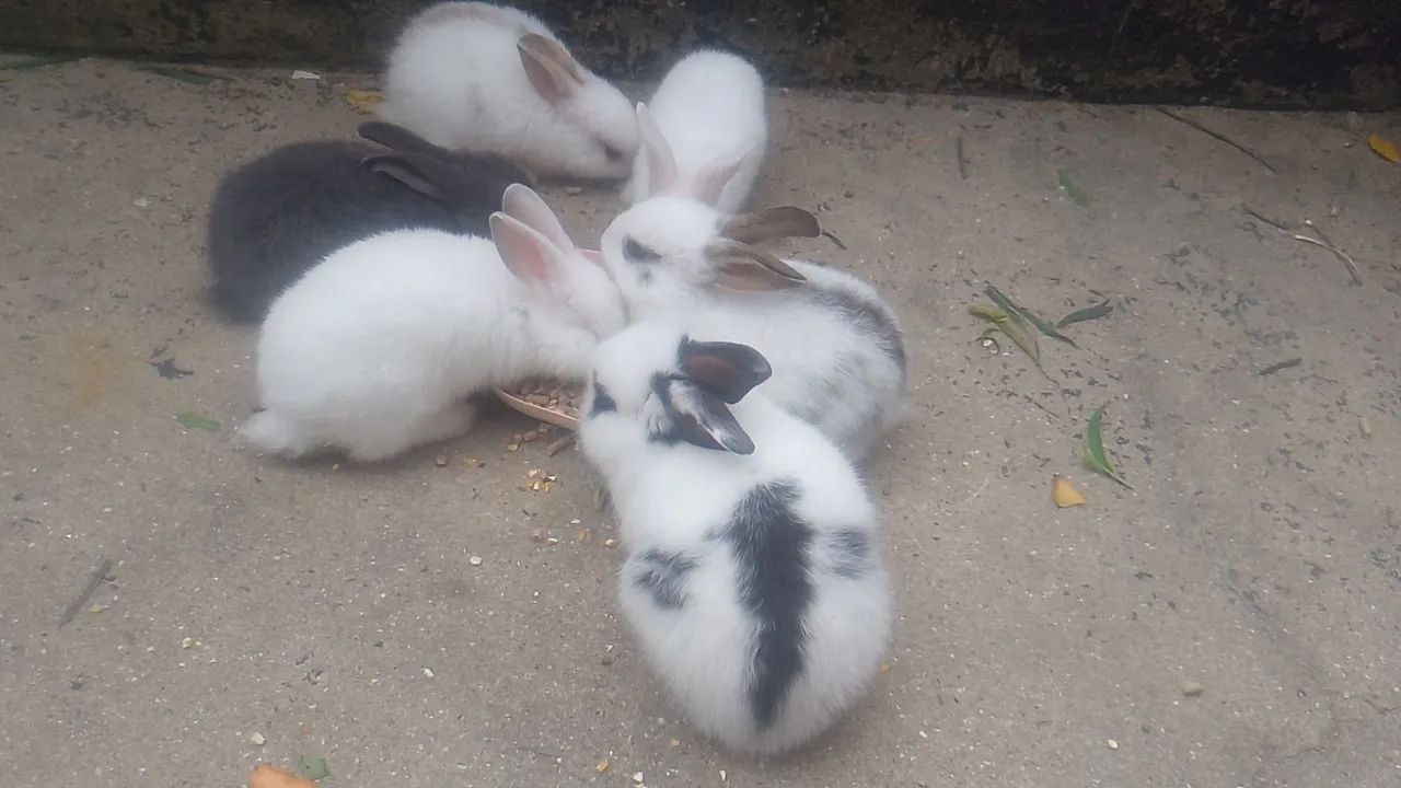 Coelhos  - Foto 3