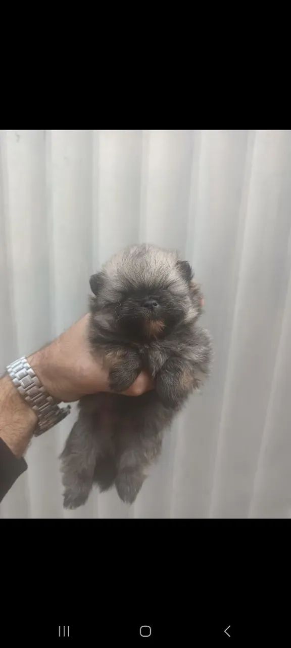 Spitz alemão machos