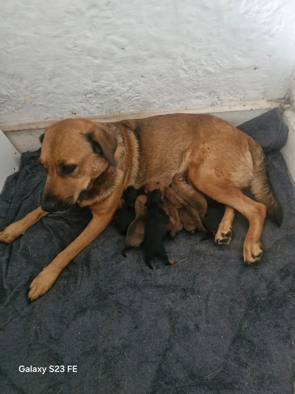 Doação - Foto 2