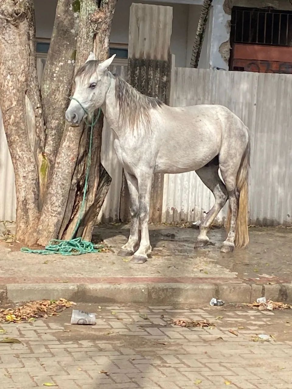 Cavalo