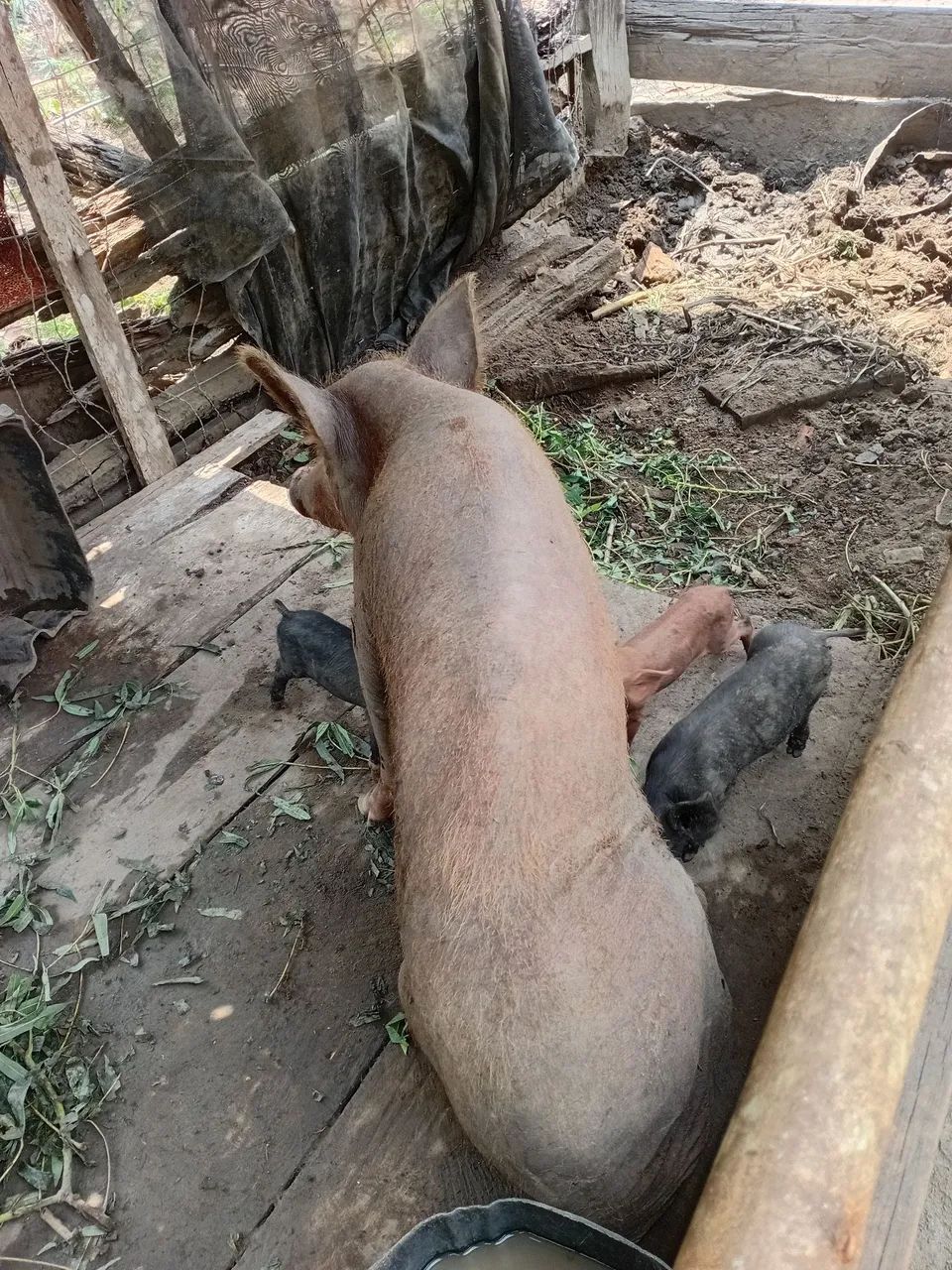 Vendemos porco ? ? 