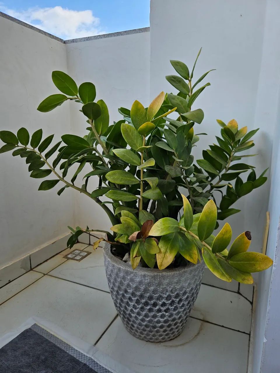 Vasos com plantas. - Foto 2