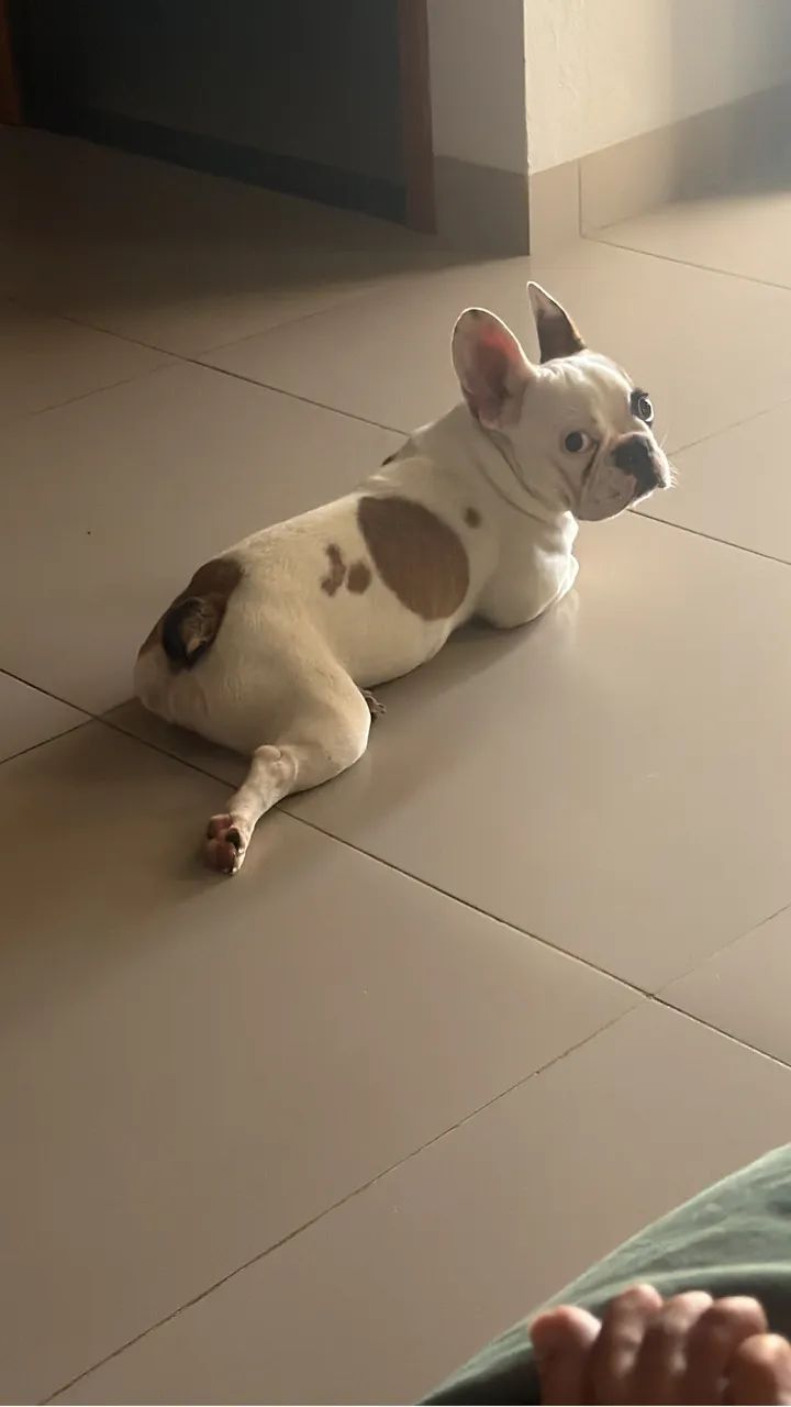 Buldogue francês  - Foto 2