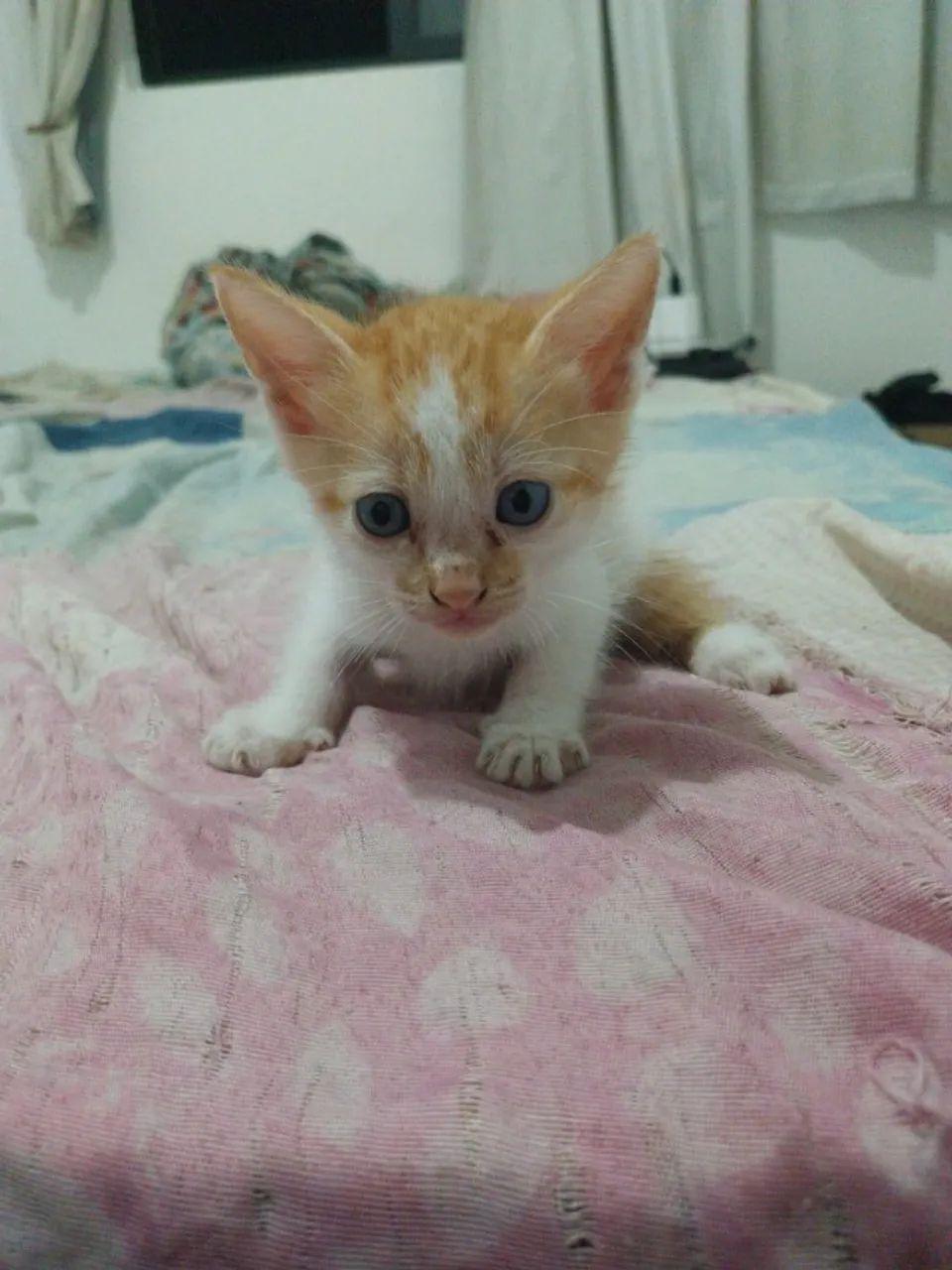 Gatos para adoção 