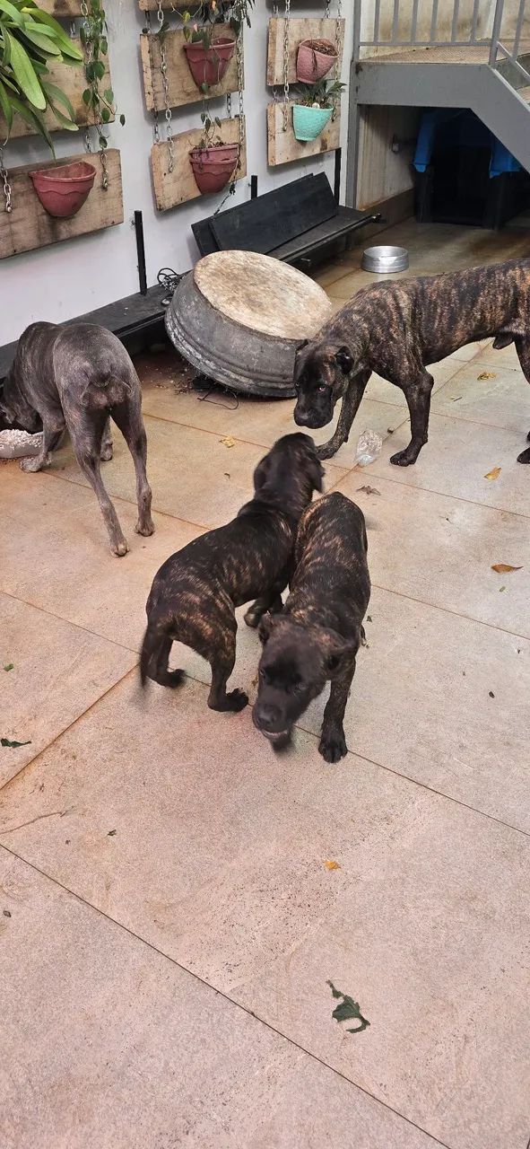 Cane Corso,  fêmea disponível, filhote  - Foto 4