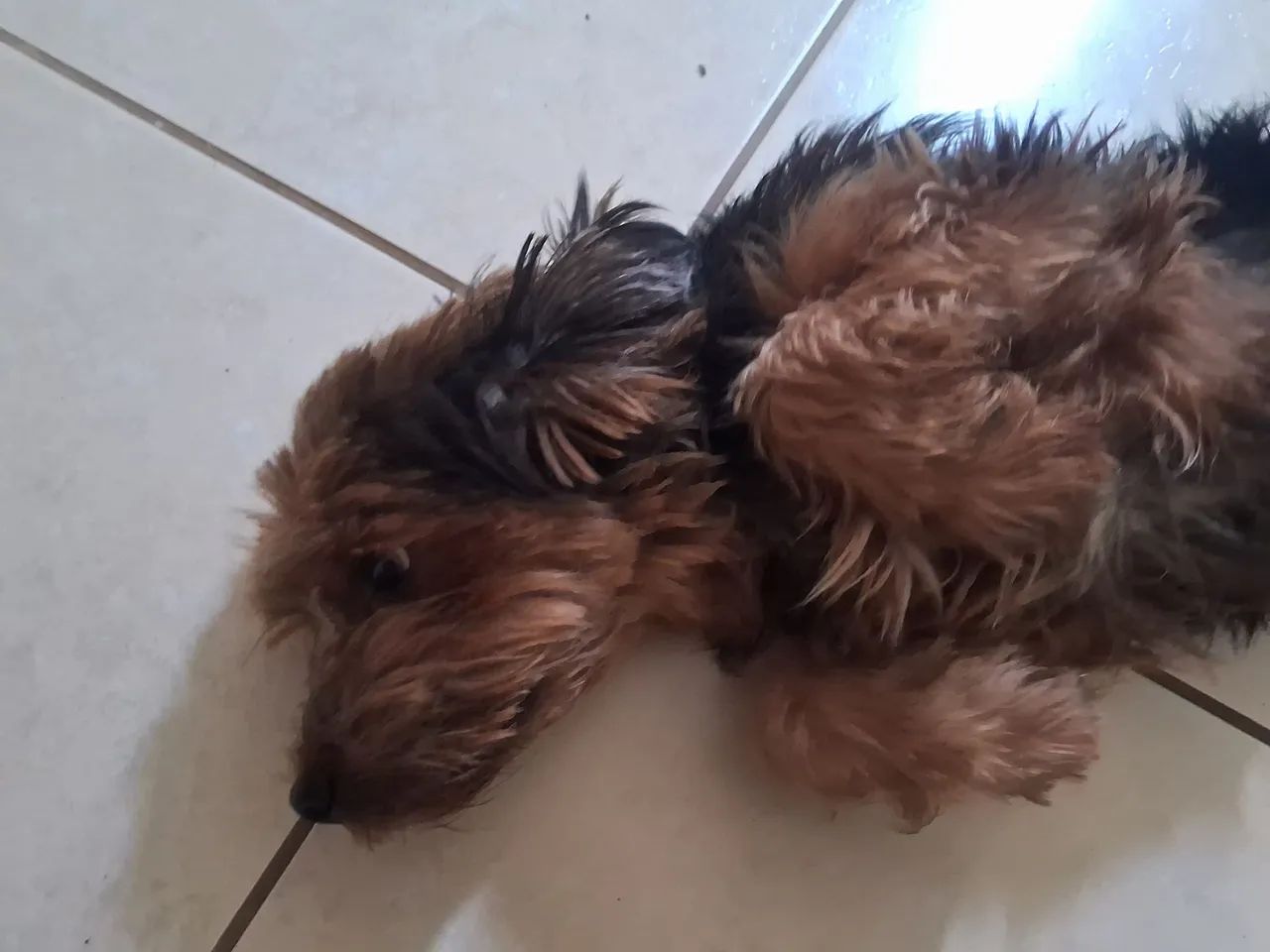 Yorkshire Terrier