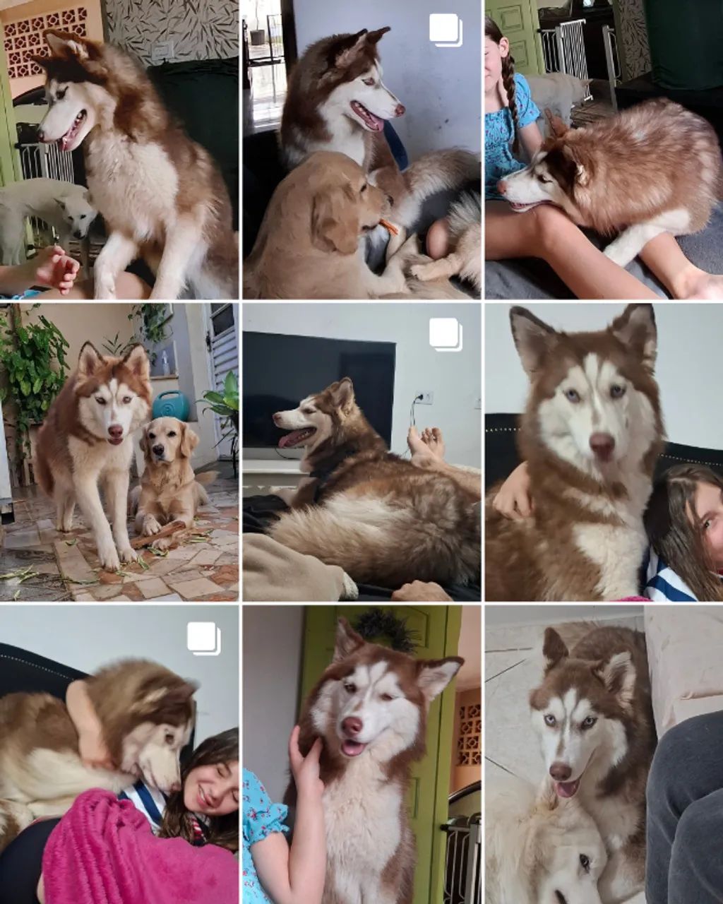 Husky femea - Foto 4