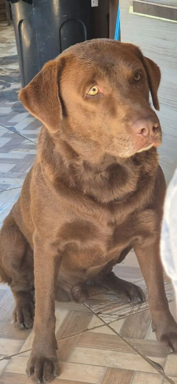 Filhote Labrador  - Foto 5