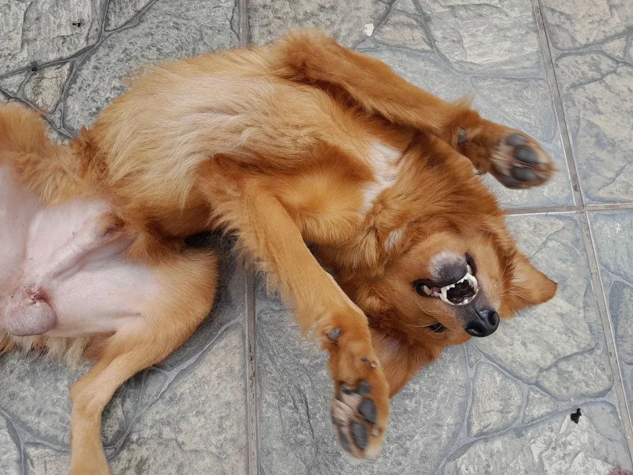 Cachorro para adoção responsável  - Foto 2