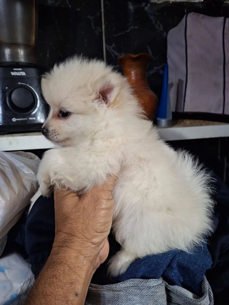 Spitz alemão anão  - Foto 2