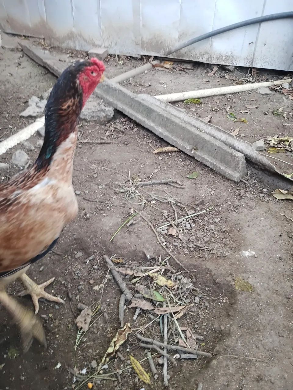 Galinha  - Foto 4