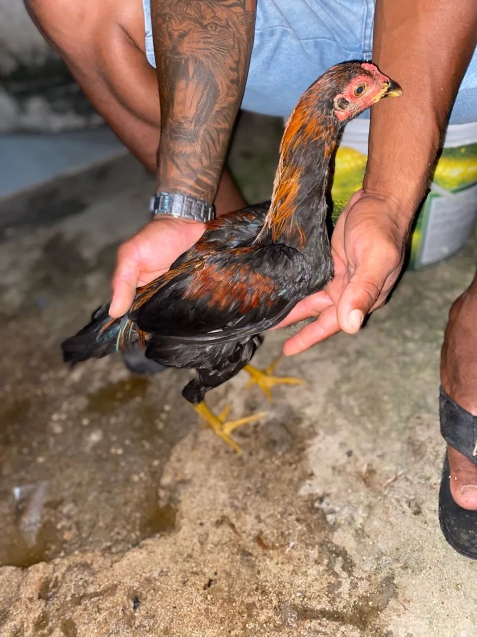 2 casal de frango  - Foto 2