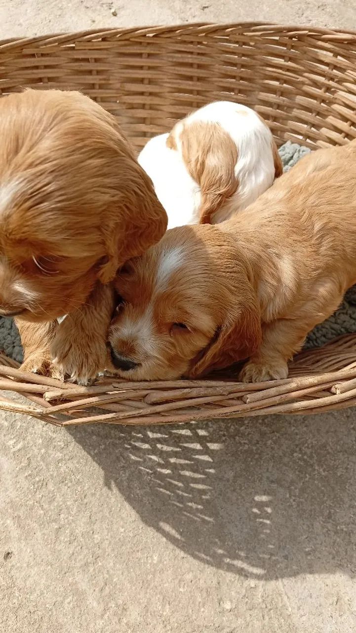Filhotes machos cocker spaniel inglês - Foto 2