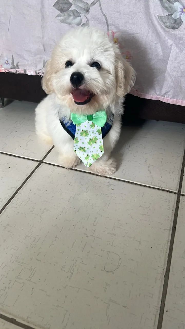 Cachorro  - Foto 2