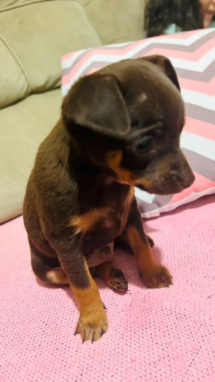 Pinscher macho - Foto 2