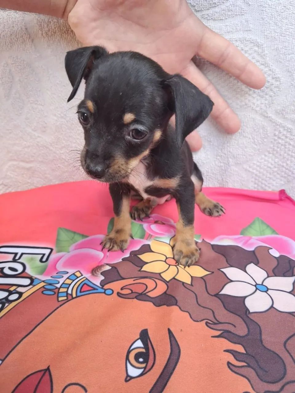 Pinscher macho  - Foto 3
