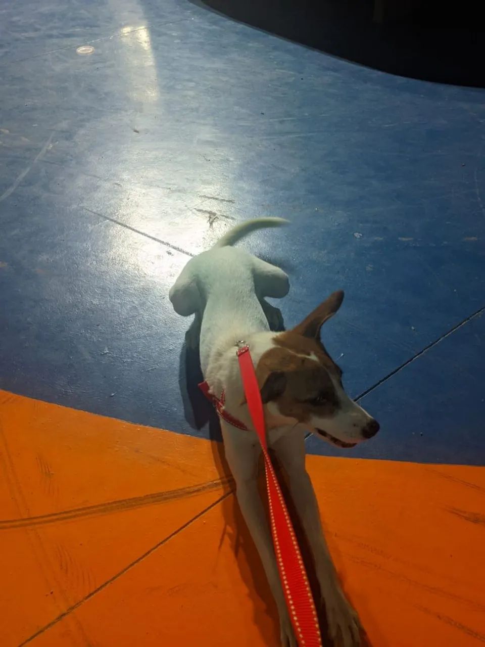 Doação de cachorro  - Foto 3