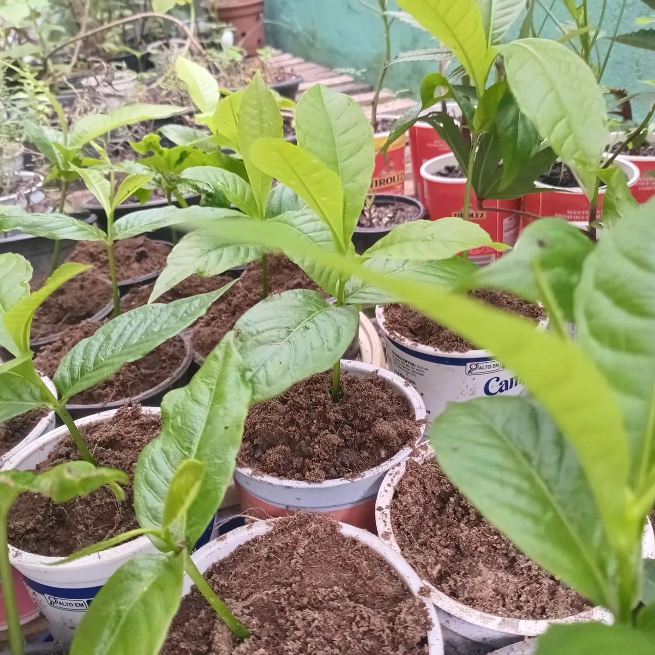 Planta: Abricó de macaco 