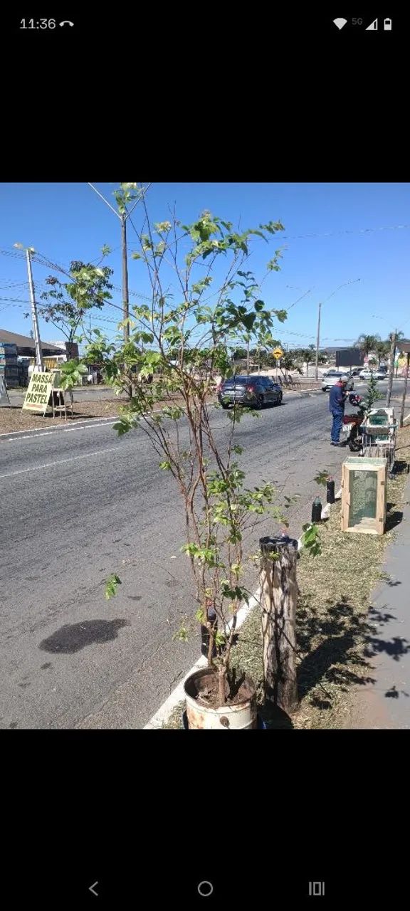 Jabuticaba híbrida produzindo 