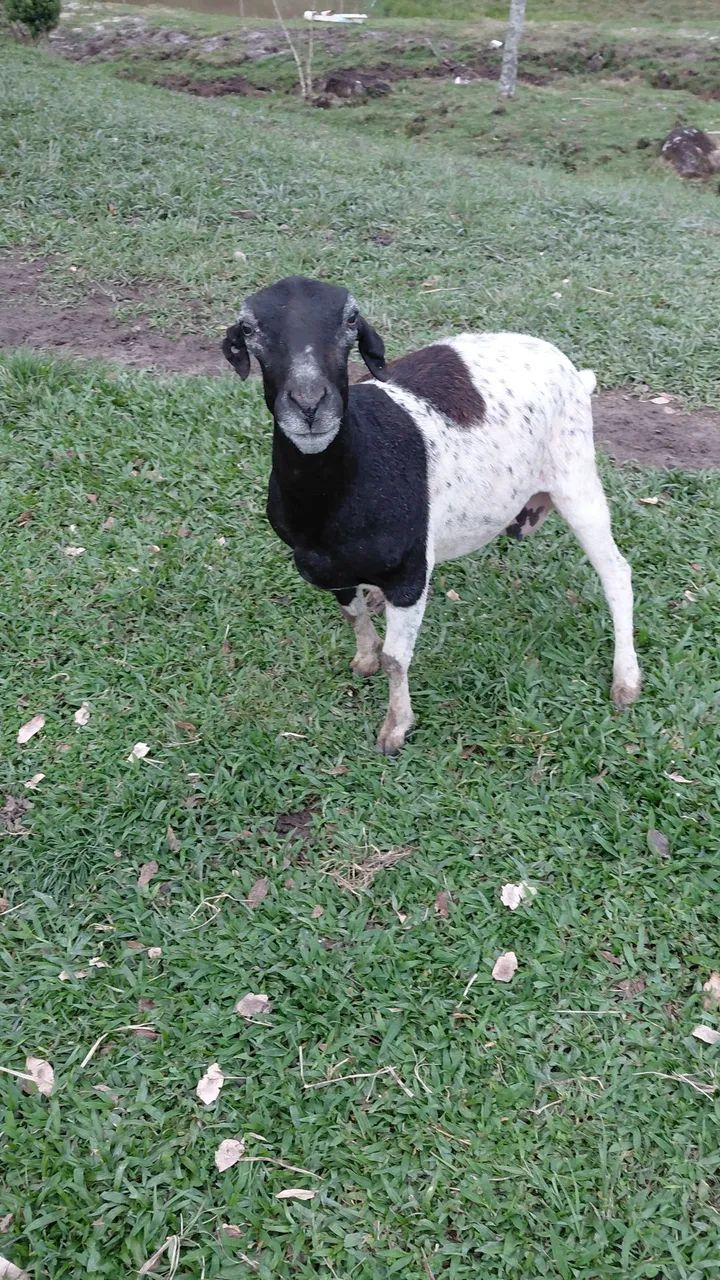 Vendo Ovelha - Foto 2