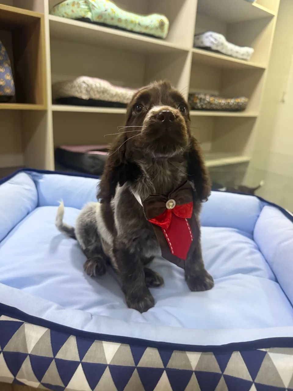 Filhotes Cocker spaniel inglês - Foto 2