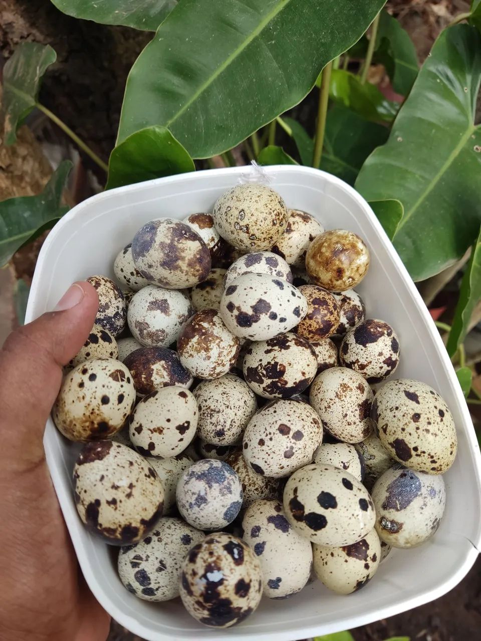 Ovos de codorna  - Foto 2