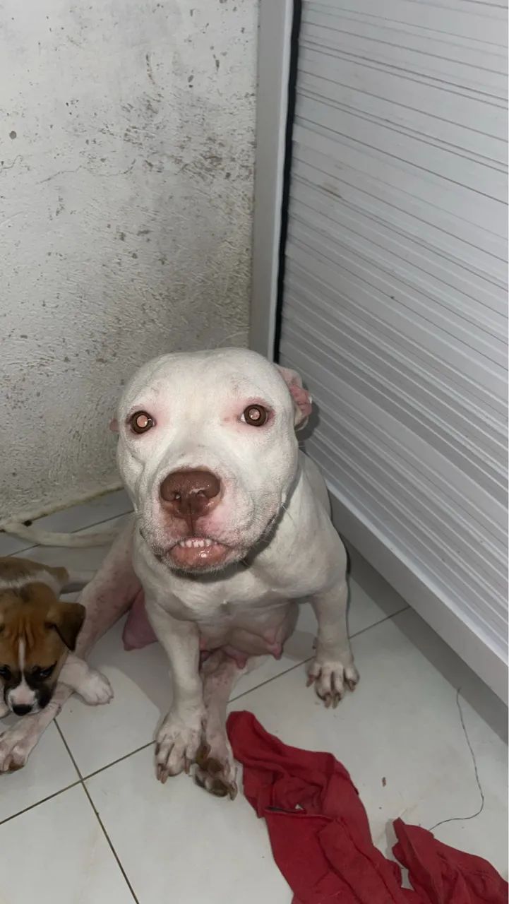 Cachorros  - Foto 2