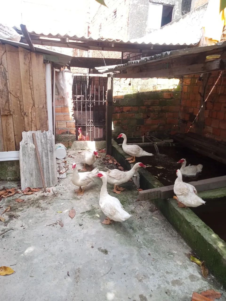 Pato