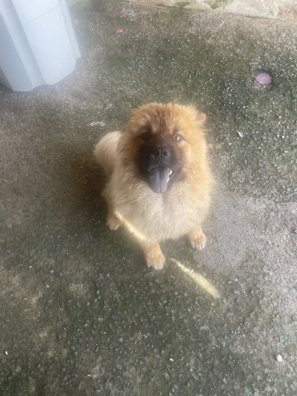 Chow Chow 