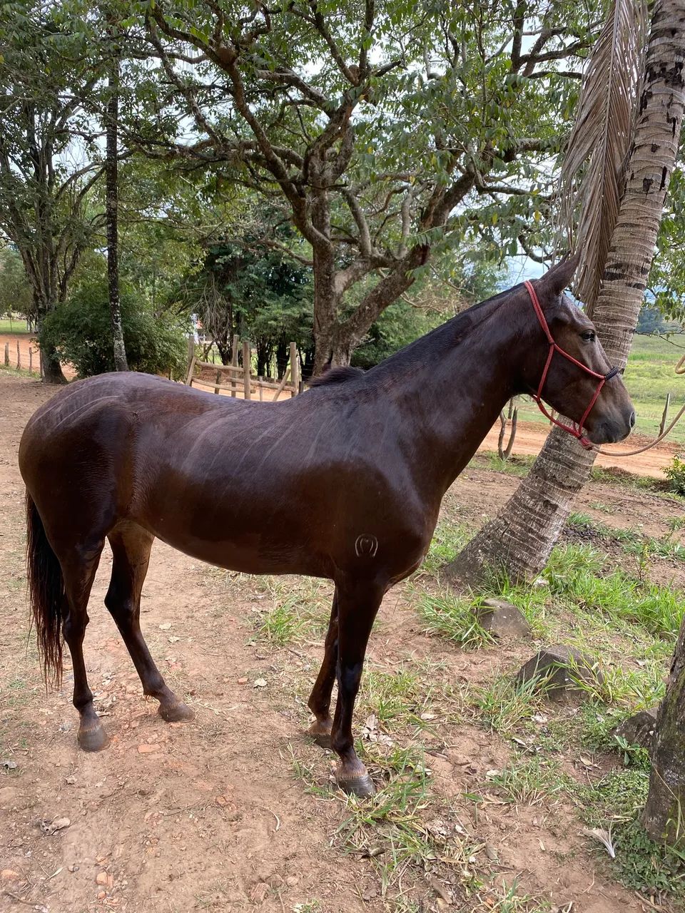 Égua Mangalarga Marchador - Foto 3
