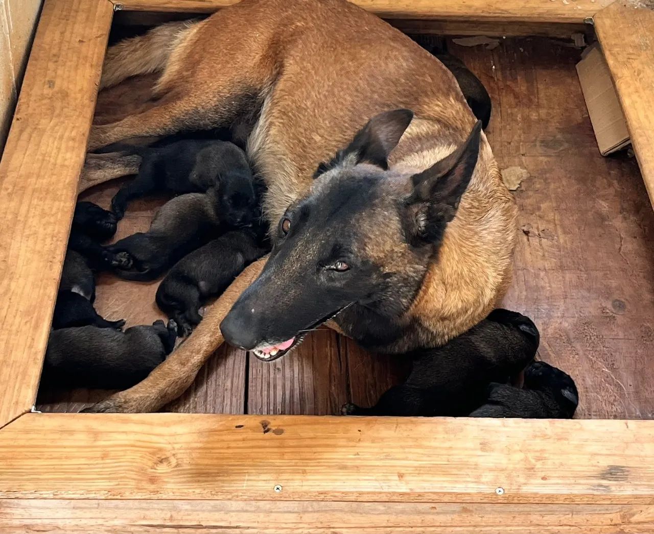 Pastor Belga Malinois  - Foto 4