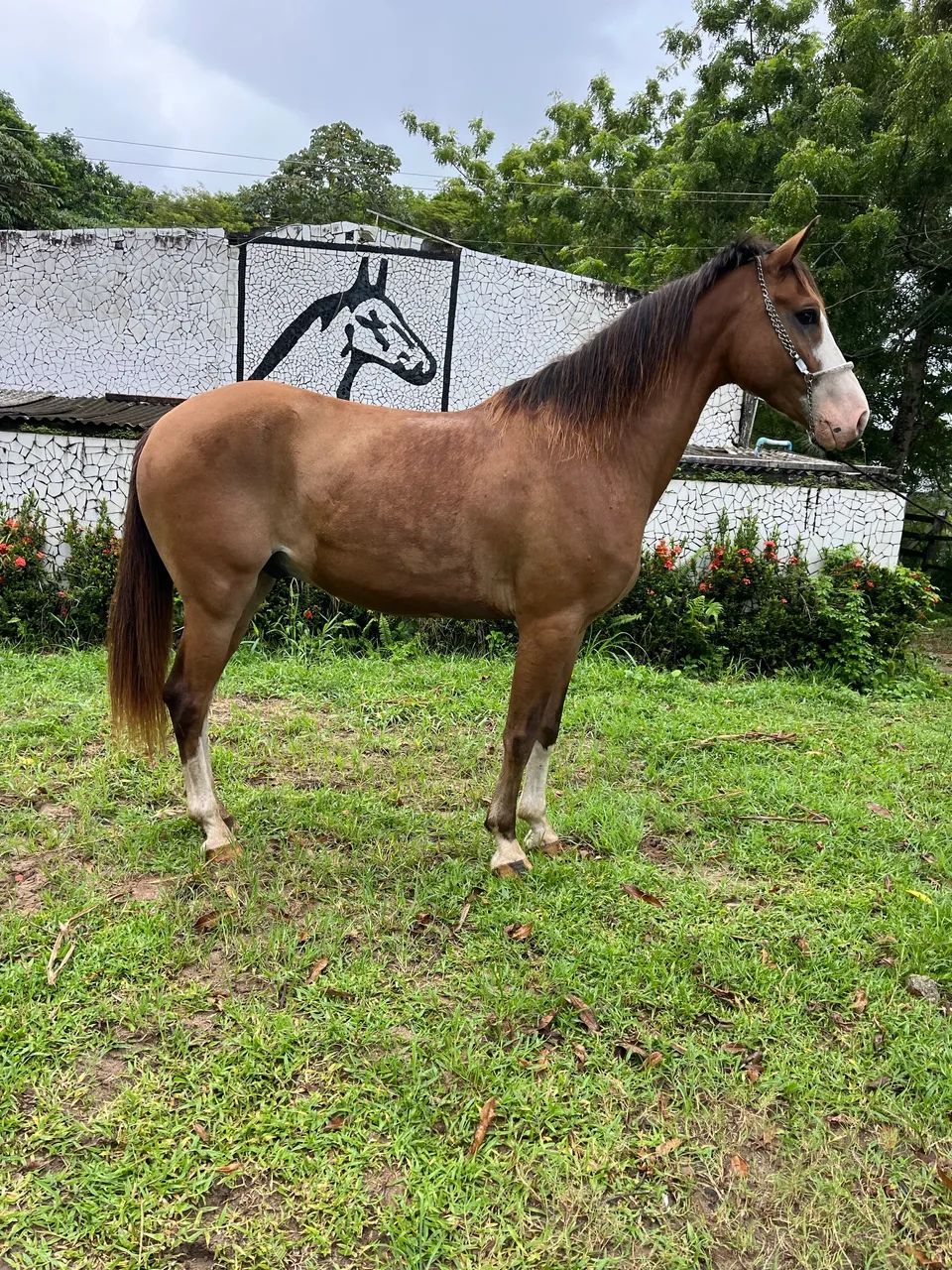 CAVALO LINDO E TOP DE MARCHA PiCADA