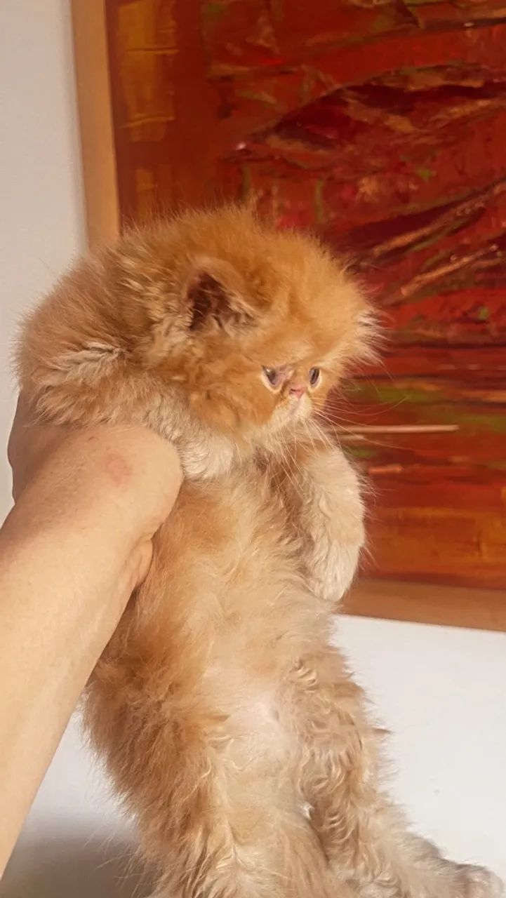 Gata Persa  - Foto 3